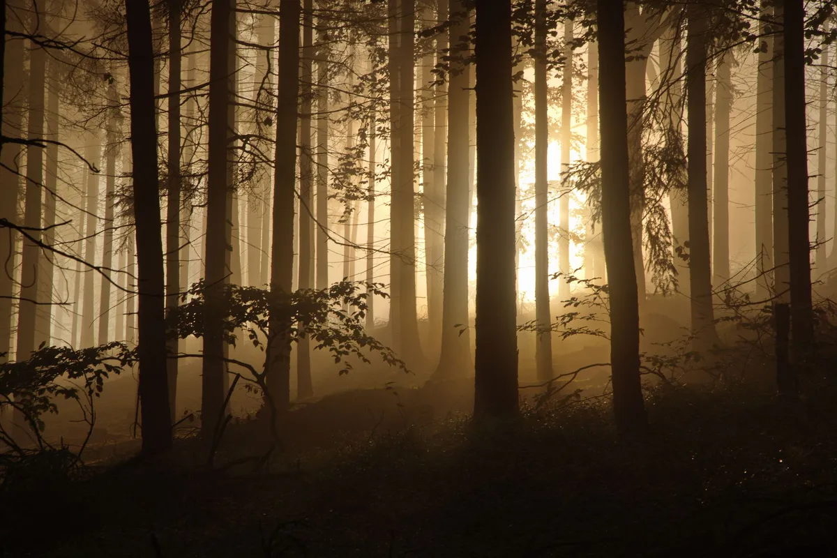 enchanting forest landscape