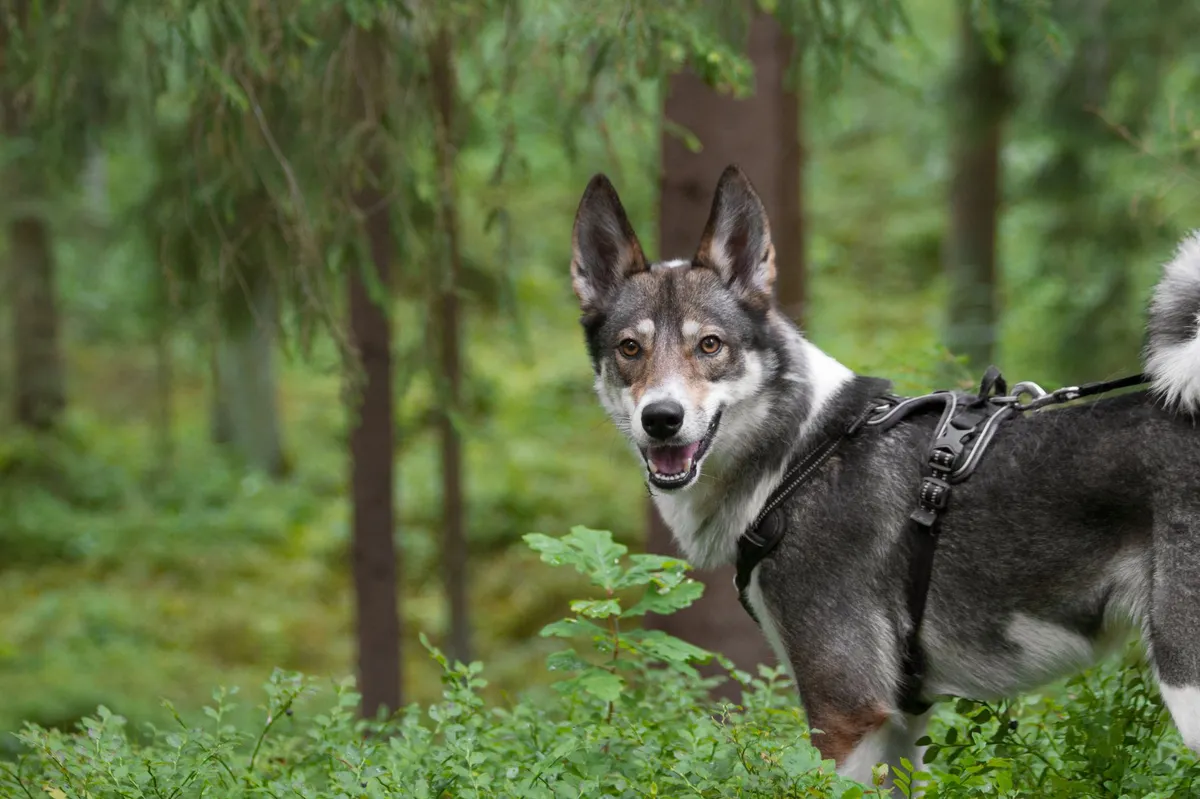 pet tracking technology