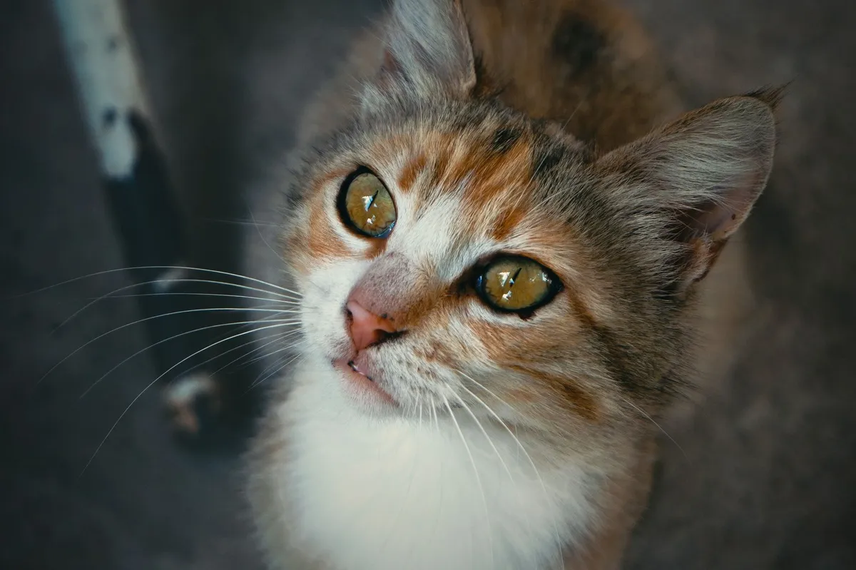confused pet waiting for food