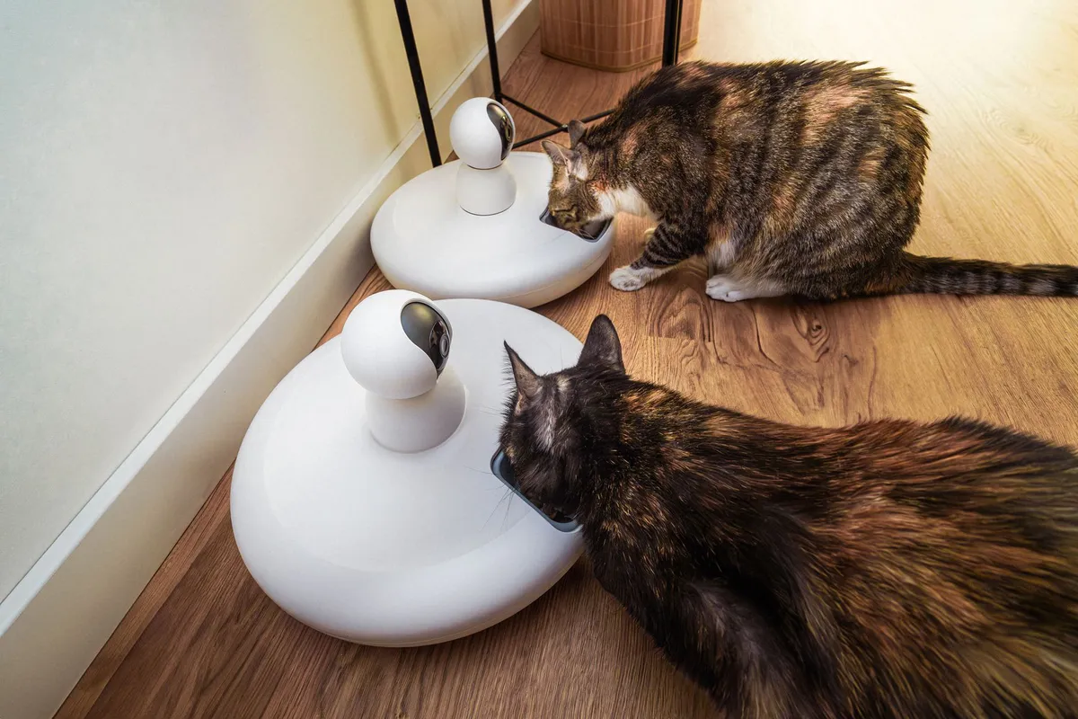 smart pet feeder in use