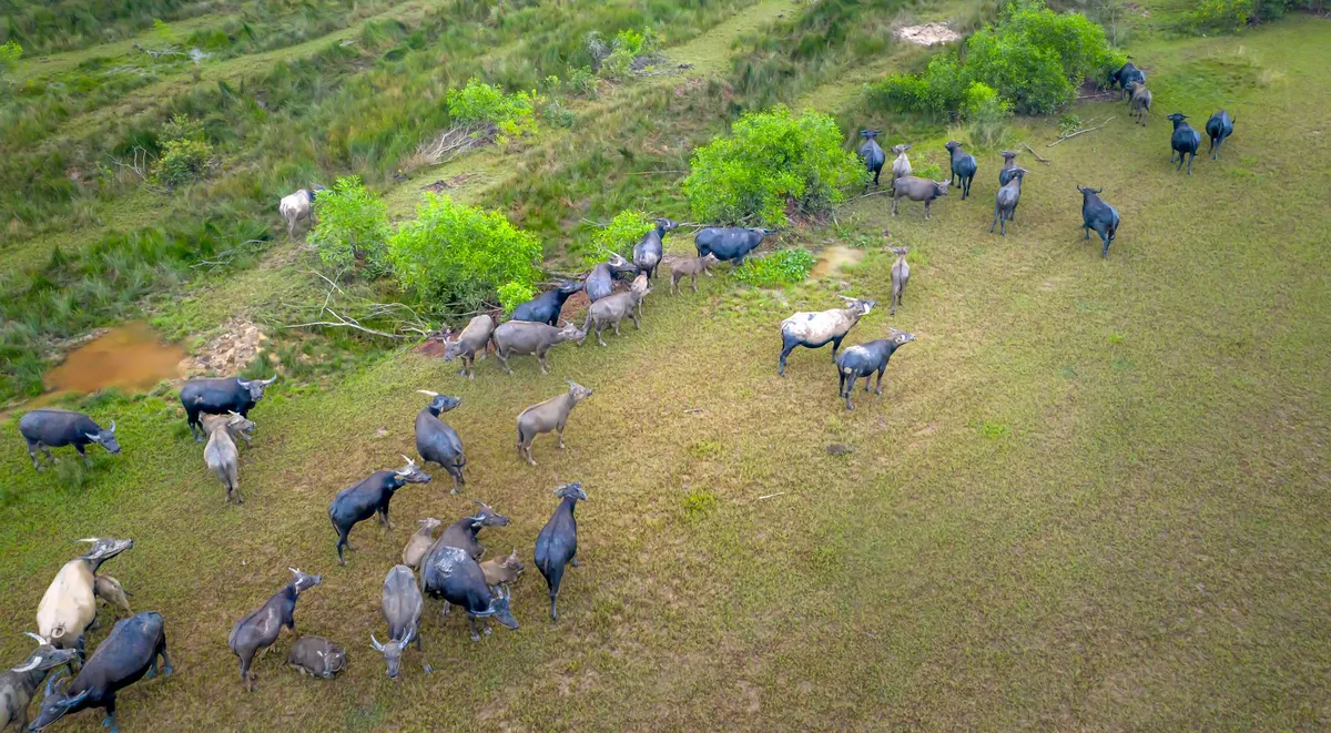 drone surveying livestock