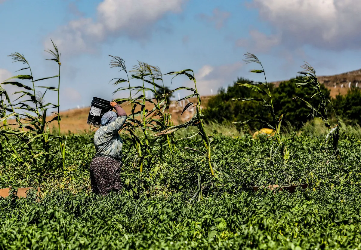 farmworker in heat