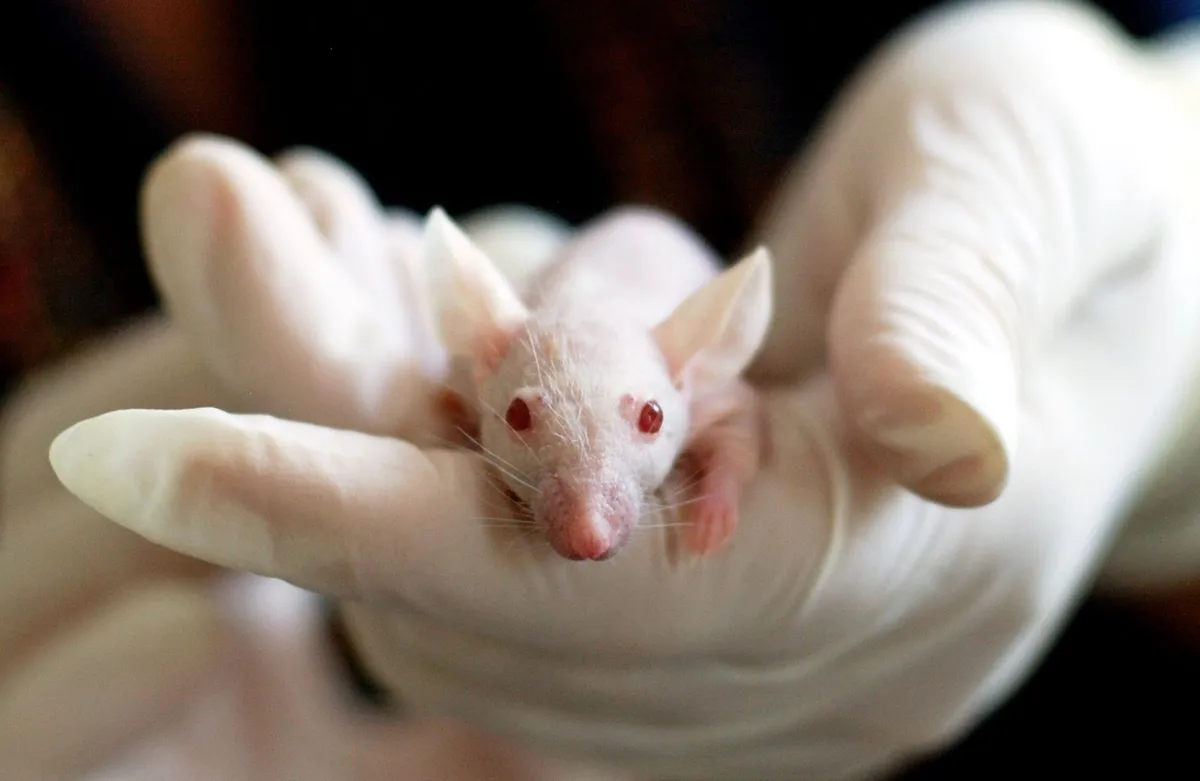 mouse memory experiment