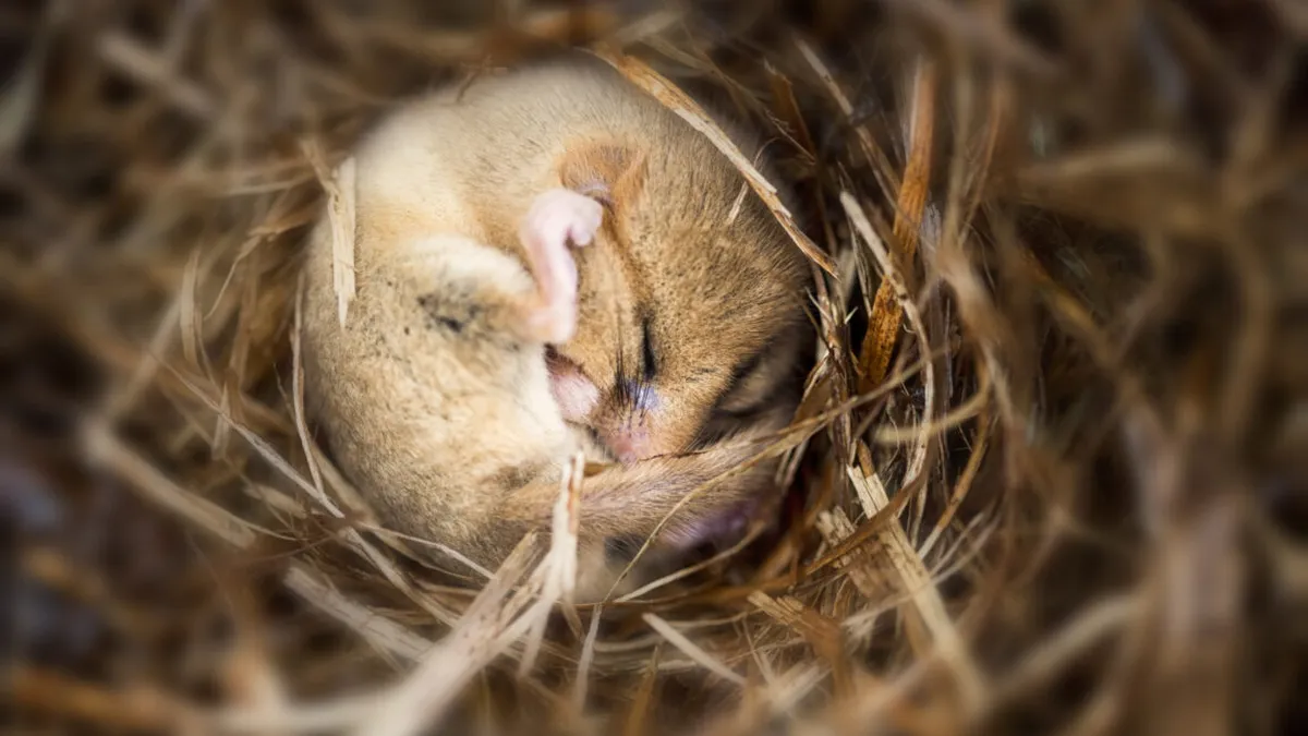 The Surprising Effects of Hibernation on Memory Retention in Mice The Surprising Effects of Hibernation on Memory Retention in Mice