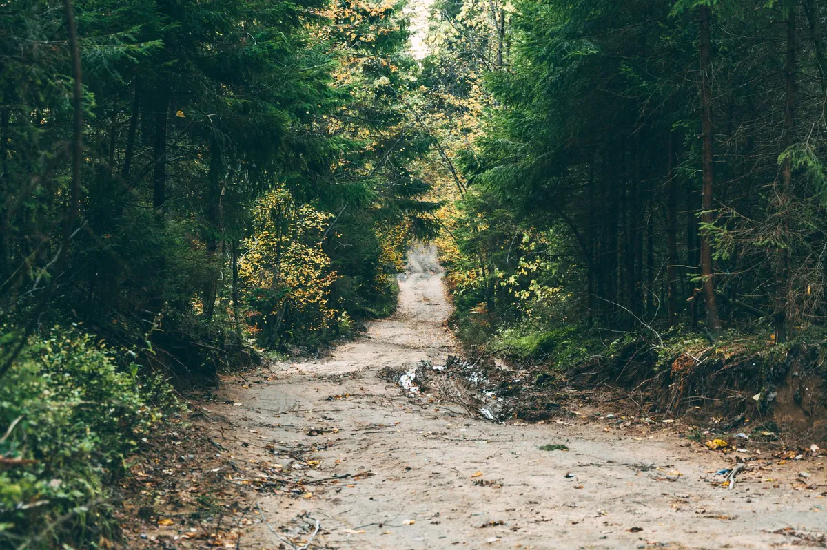 national forest roadless area