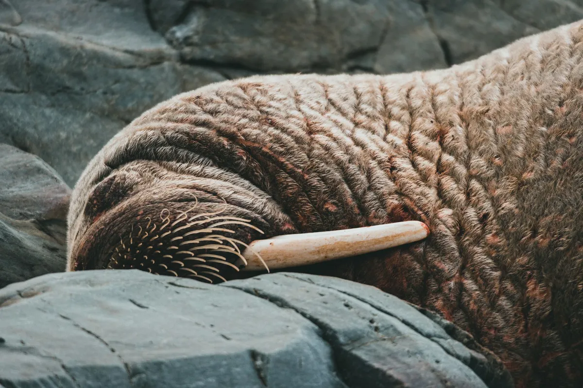 narwhal tusk underwater