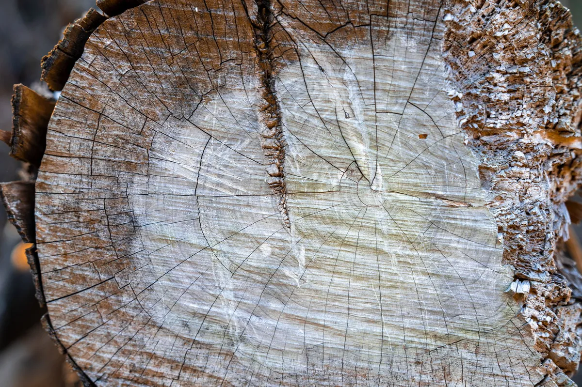 narwhal tusk cross-section