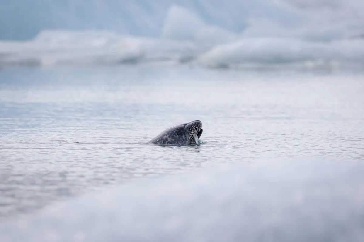 narwhal in Arctic waters