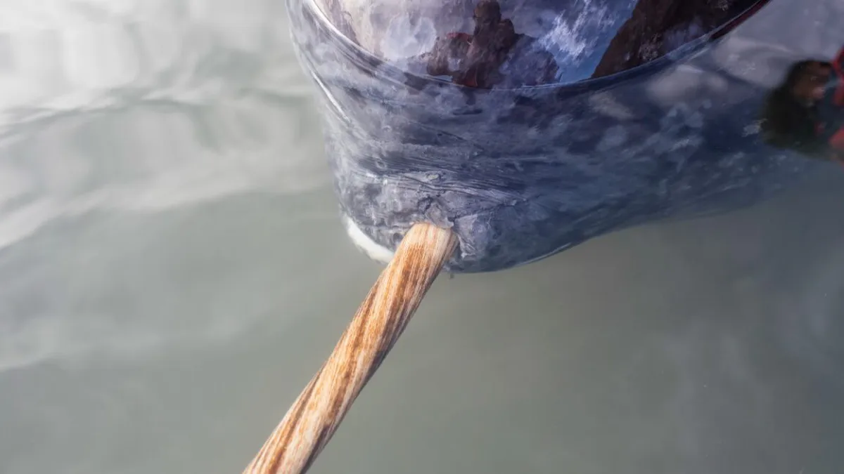 Unraveling the Mysteries of the Narwhal's Spiral Tusk